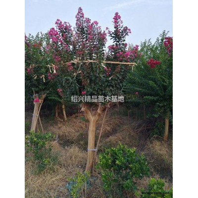优质特价红花紫薇15产地直销