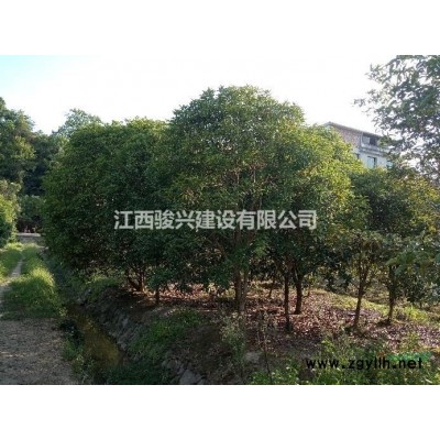 供应规格6-18公分的桂花