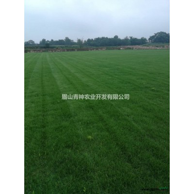 精品亮晶女贞球，亮晶女贞塔型，亮晶女贞锥形