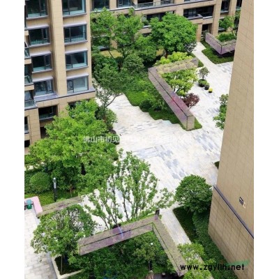 大量凤凰木低价出售