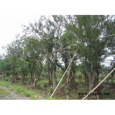 江苏盐城地区栾树5-14公分