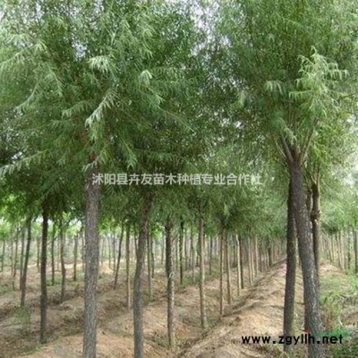 江苏金叶大花六基地专业种殖 金叶大花六道木栽苗