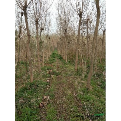 江苏水蜡*新报价/水蜡图片