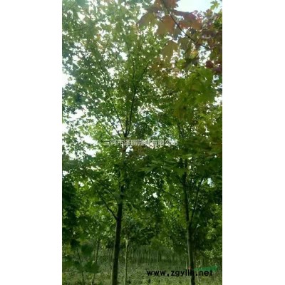 低价出售美国红枫秋火焰