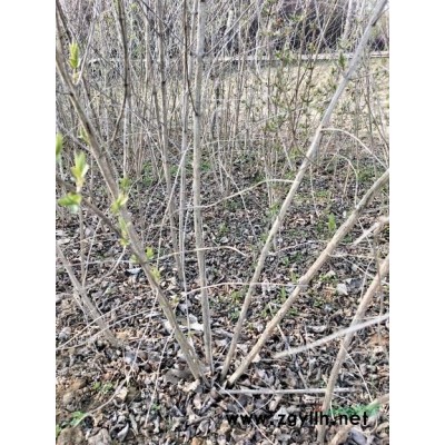 3-6公分独干木槿基地，优质独干木槿