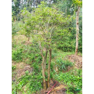 移栽映山红图片\移栽映山红报价