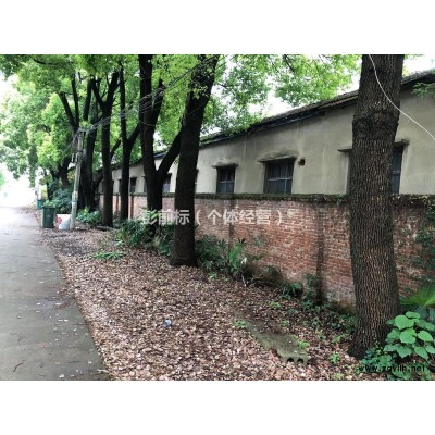 28年香樟树周长1.58m直径0.5m出售