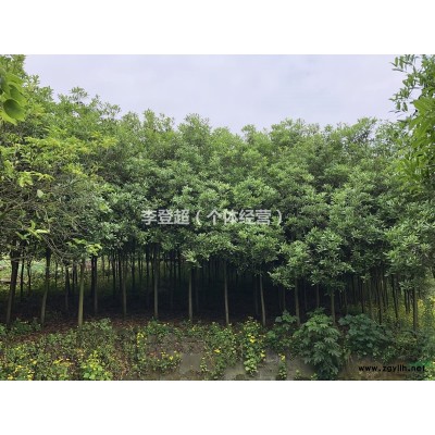 长期出售桂花树（金桂） 直径6~10厘米，树高3~5米