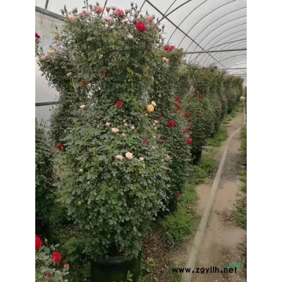 南昌《大花，古桩，藤本，盆栽，欧洲、丰花》月季，江西月季《花瓶，花柱，花球，花墙，拱门，裸根苗》