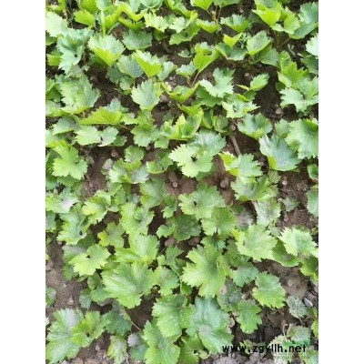 山西省太原市清徐县早黑宝葡萄苗，葡萄销售处，大量销售