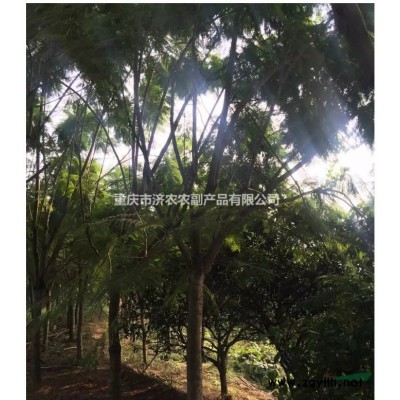 重庆出售蓝花楹  桂花树