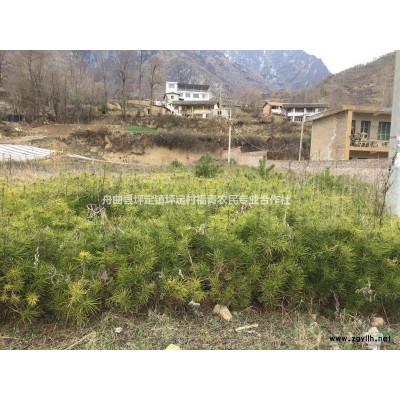 大量销售白皮松、云杉、油松树苗