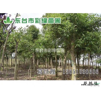 江苏地区，胸径20-30公分 香樟