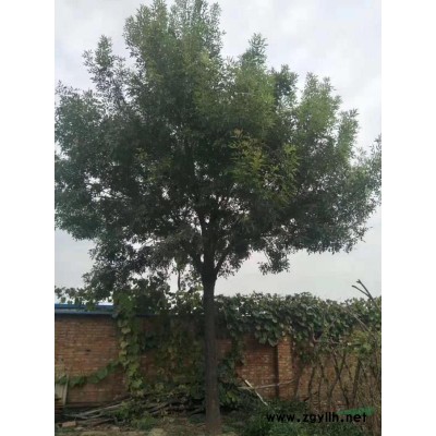 大量供应国槐，白蜡，枣树等以及占地苗