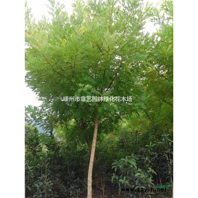 浙江地区供应茶花50-100-150-250冠幅、产地直销。