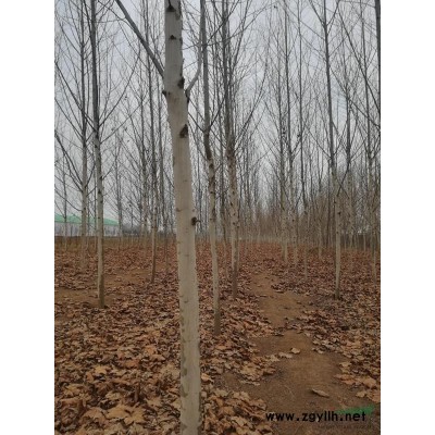 河南周口低价供应10--17公分法桐5万标