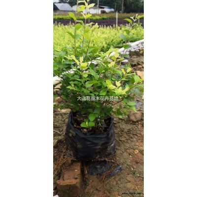 供应袋装黄金叶（黄素梅）20-100cm小苗和球、袋苗