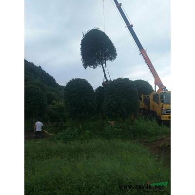 提供大量高杆精品桂花 浙江省金华市金东区澧浦三联苗木