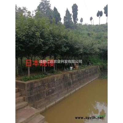 成都上千株晚樱、红叶李、桂花、香樟条子出售