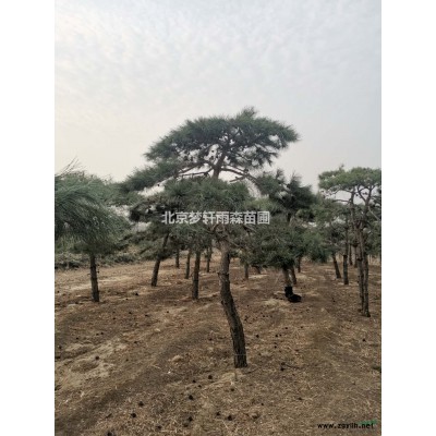 造型松，白皮松