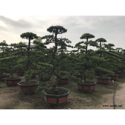 真柏盆景/造型真柏/真柏报价/真柏盆景批发/精品真柏