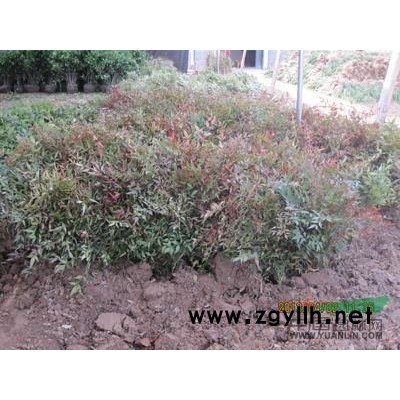 紫叶稠李   加拿大红缨