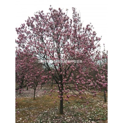 浙江[产品]/浙江自己红梅价格/报价