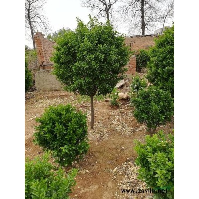 洛阳2年大叶黄杨树