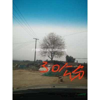 专业供应洋紫荆，羊蹄甲8-16公分