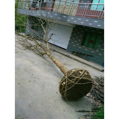 红叶石楠球报价/浙江红叶石楠球报价