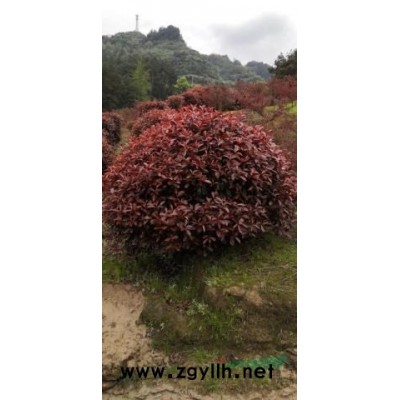 红继木球，柱