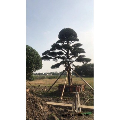 批发零售：西班牙橄榄