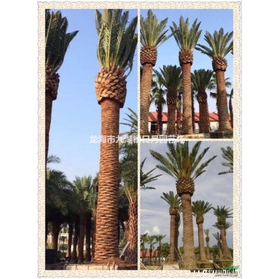 金边假连翘球 黄金路球袋苗 黄金路地被 自产自销