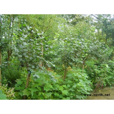 低价销售落羽杉一批