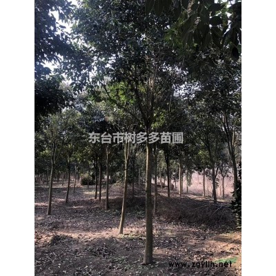 各种规格大叶女贞出售