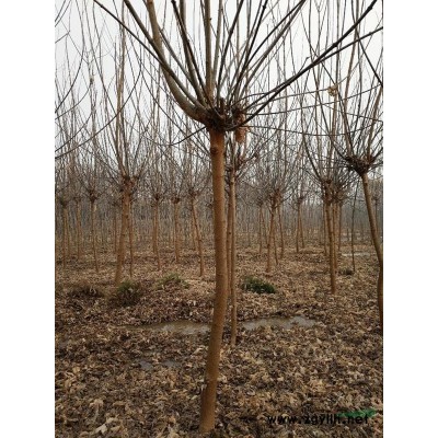 供应金叶复叶槭