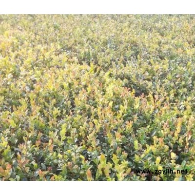 2公分三角枫价格，2公分三角枫批发供应-湖北华青农业