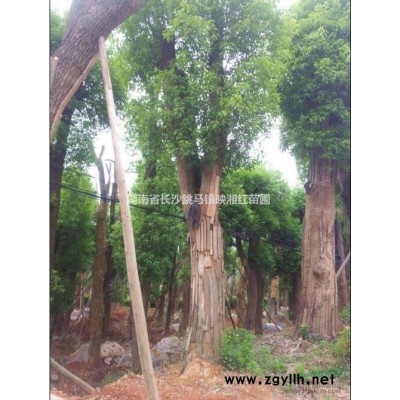 行道树香樟、湖南香樟、香樟基地
