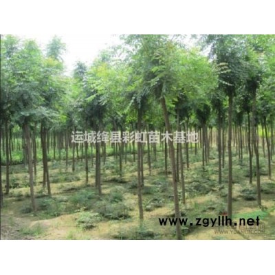 1米华山松价格2米华山松价格3米华山松价格