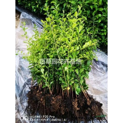 大量出售供应金弹子、老鸭柿子、金钱松、金豆苗