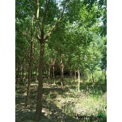 乌桕 榔榆 桂花 广玉兰