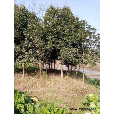 泸州地区天竺桂米径10cm