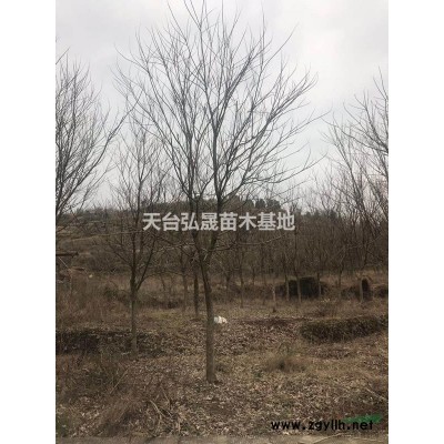 长期供应无患子10-25公分，精品全冠，移栽苗