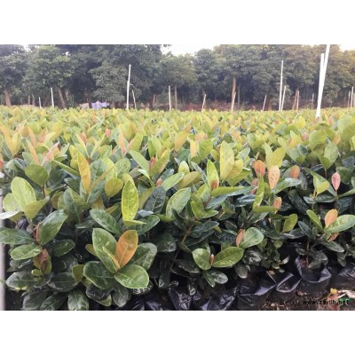 大量供应新奇士龙船花价格实惠五斤30～35高，40一45高，