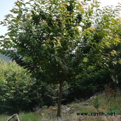 湖南紫薇 红花紫薇 速生紫薇8公分 9公分 10公分