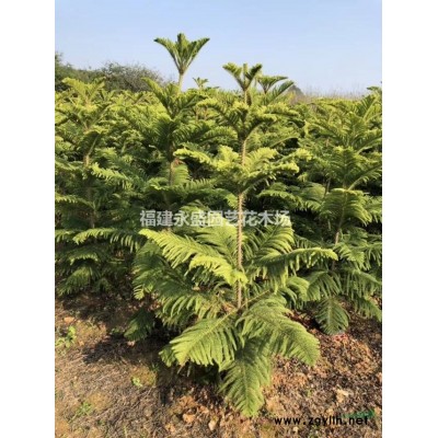 金边假连翘球永盛园艺百亩园林基地直销可供300颗