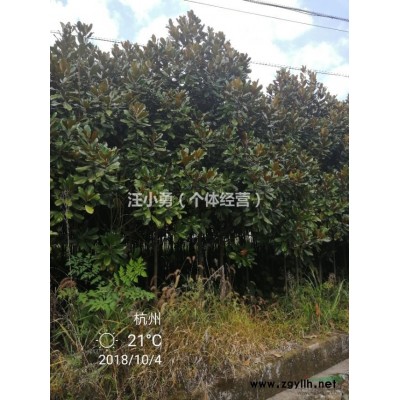 供应广玉兰米径3--6cm