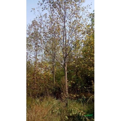 江苏红叶石楠容器苗*新报价/红叶石楠容器苗图片