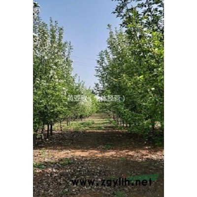 山西西府海棠,山西西府海棠价格,山西苗木