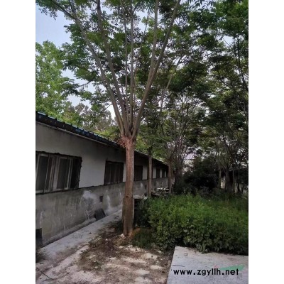 出售优质单杆石楠